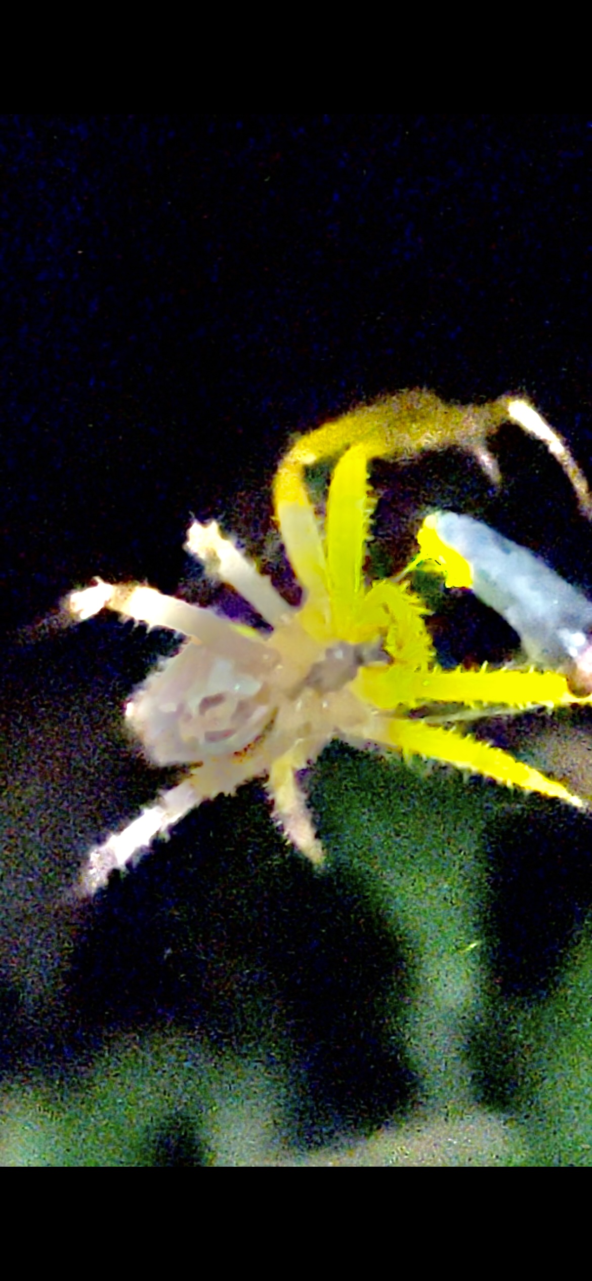 River creature, Alcantara ecosystem